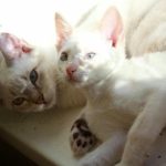 Katten op de juiste manier introduceren: een stappenplan voor vreedzaam samenleven katten-op-de-juiste-manier-introduceren-een-stappenplan-voor-vreedzaam.jpg
