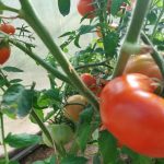 Tomaten kweken zonder phytophthora: een beproefde methode voor een duurzame oogst tomaten-kweken-zonder-phytophthora-een-beproefde-methode-voor-een-duurzame.jpg